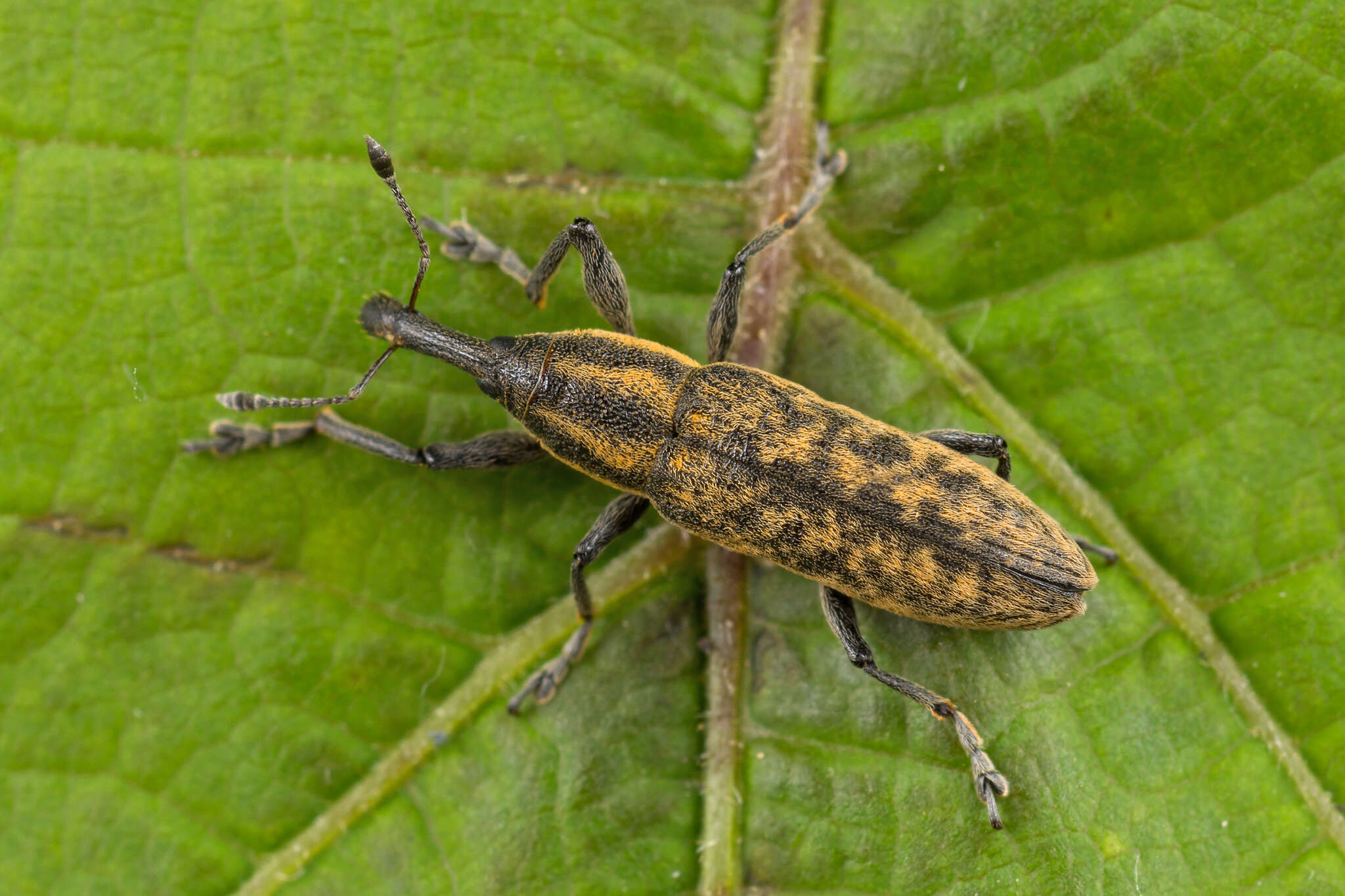 Image of Lixus fasciculatus Boheman 1836