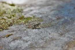 Image of Harlequin frog