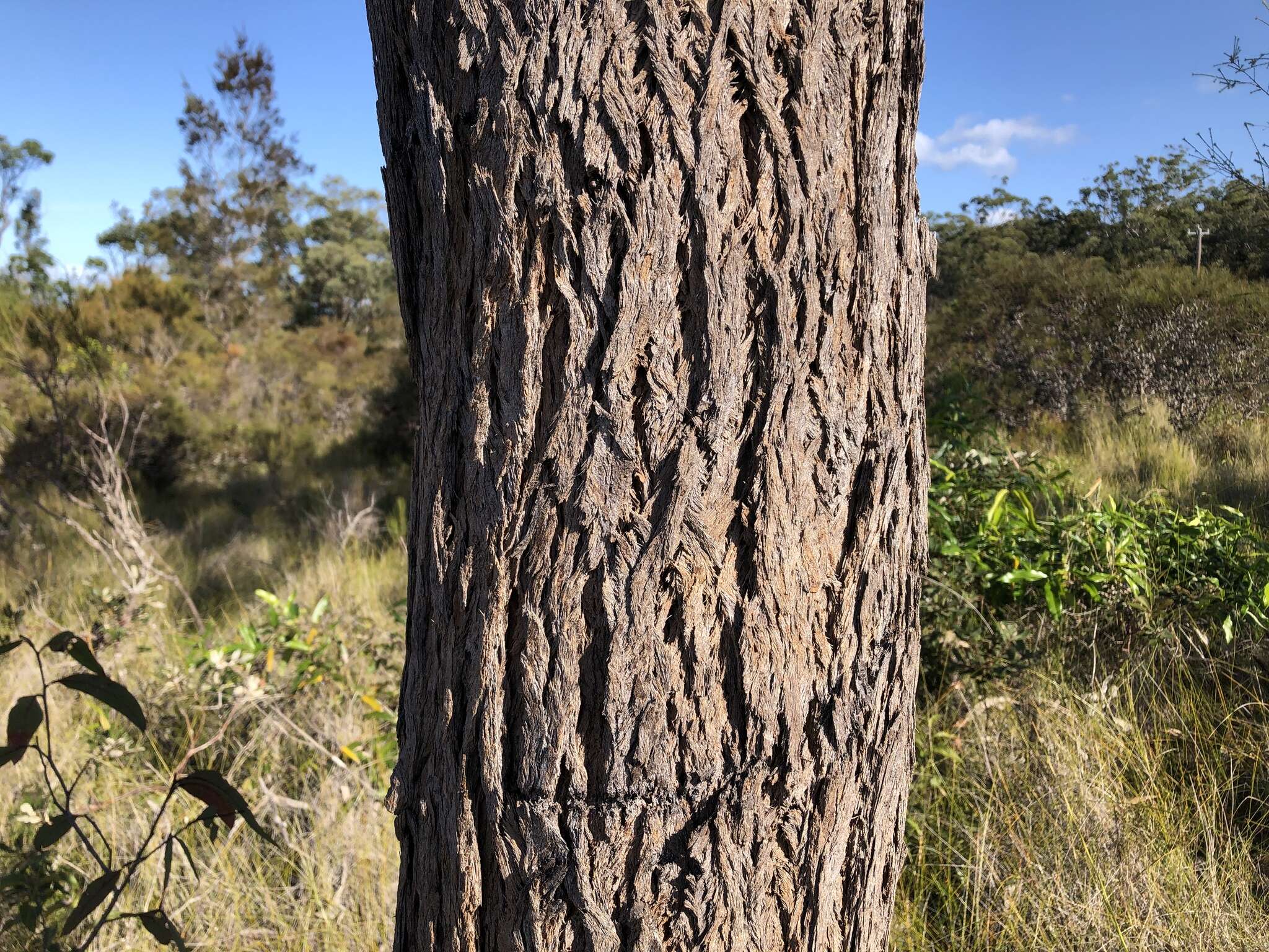 Слика од Eucalyptus planchoniana F. Müll.