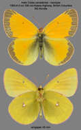 Imagem de Colias canadensis Ferris 1982