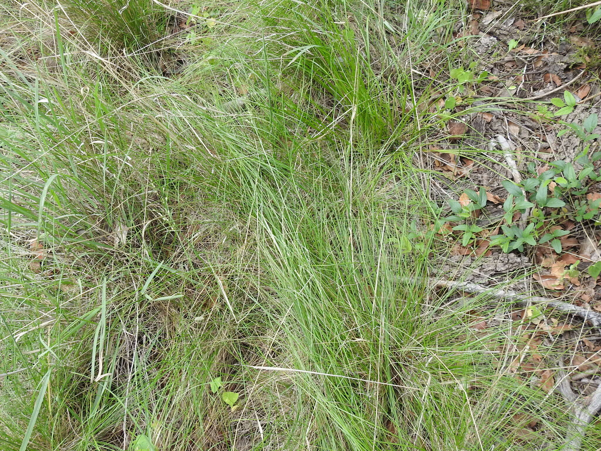 Image of pinyon ricegrass