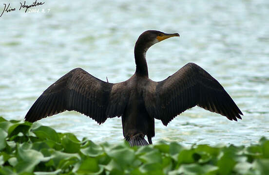 Image of Japanese Cormorant