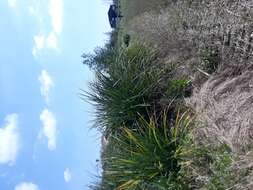 Image of Eryngium pandanifolium Cham. & Schltdl.