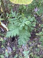 Tanacetum vulgare subsp. vulgare resmi