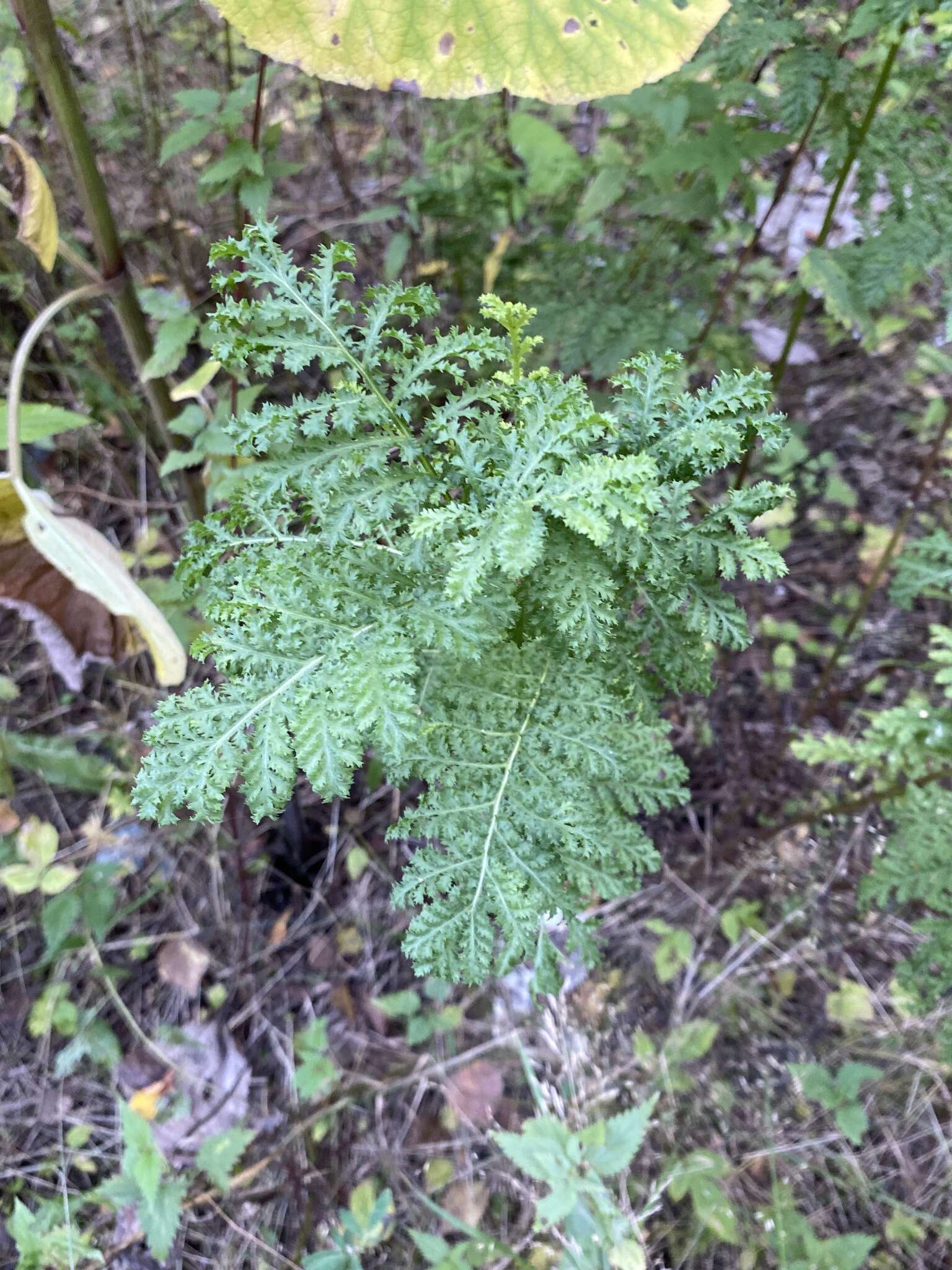 Image of Tanacetum vulgare subsp. vulgare