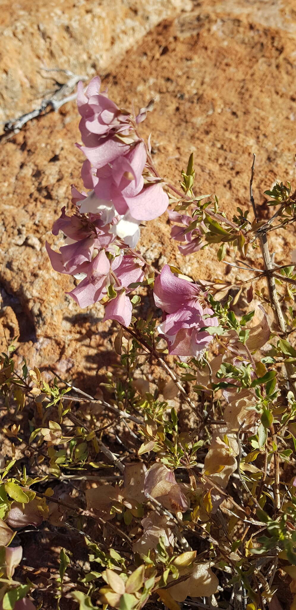 Imagem de Prostanthera magnifica C. A. Gardner