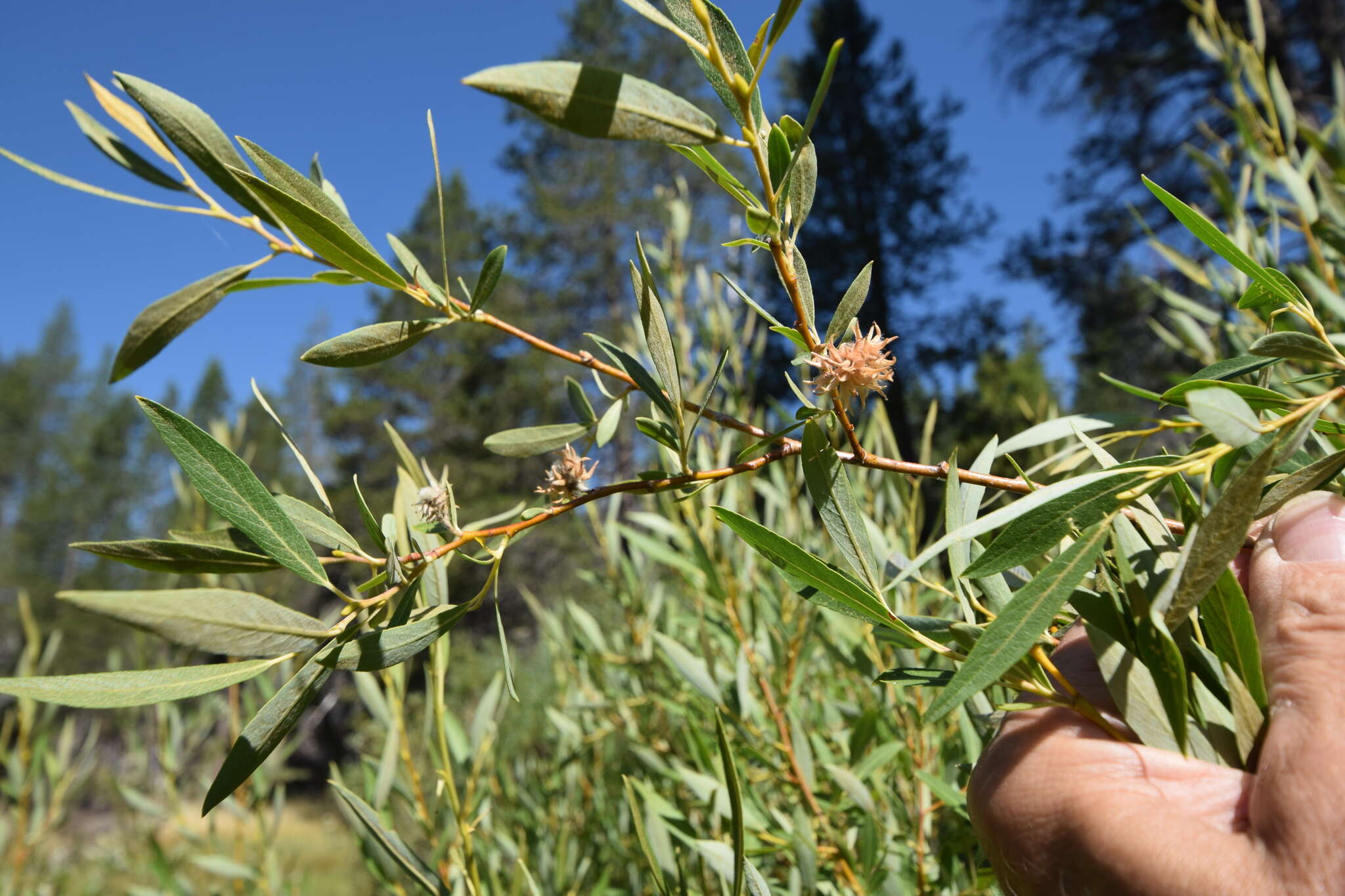 Salix lemmonii Bebb的圖片