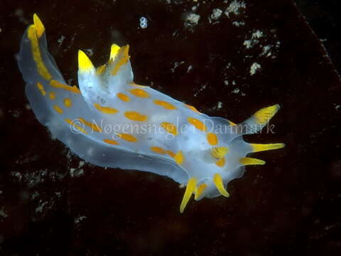 Image of Fourline nudibranch