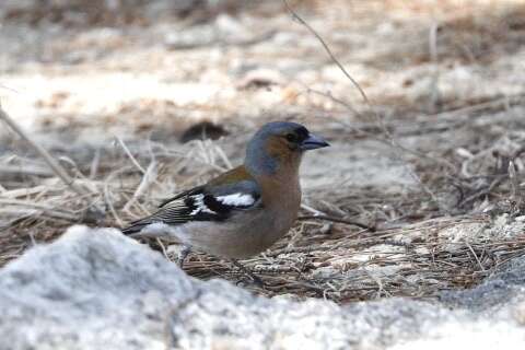 Image of Fringilla coelebs schiebeli Stresemann 1925