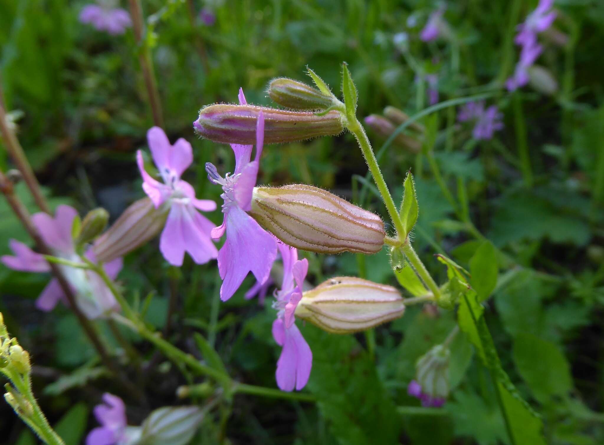 Image of nodding catchfly