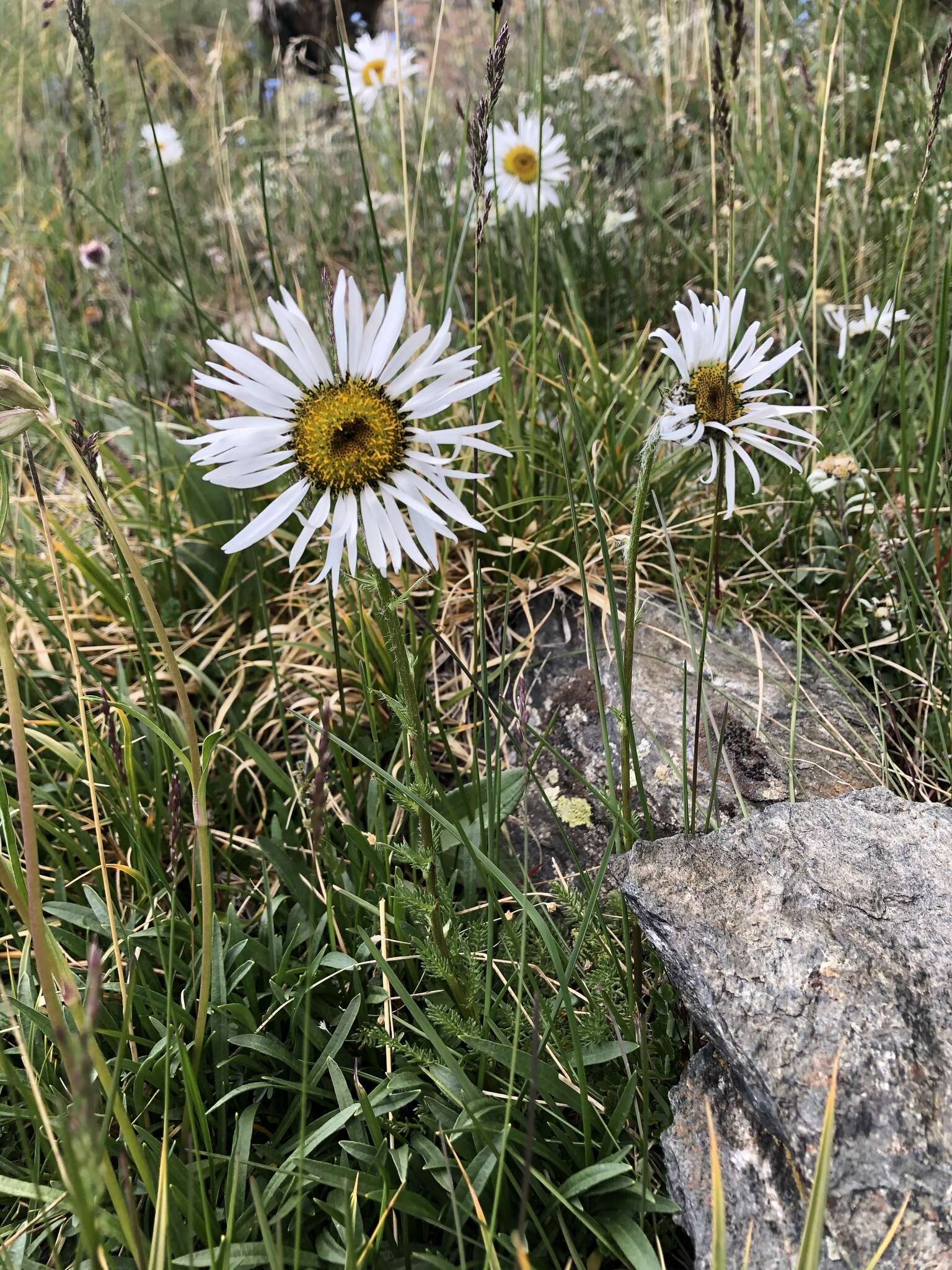 Image of Tanacetum pulchrum (Ledeb.) Sch. Bip.