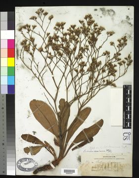 Image of marsh rosemary