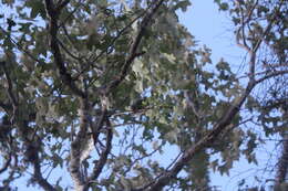 Image of Gray Mouse Lemur