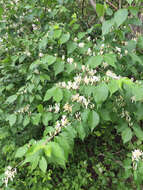 Imagem de Lonicera maackii (Rupr.) Maxim.