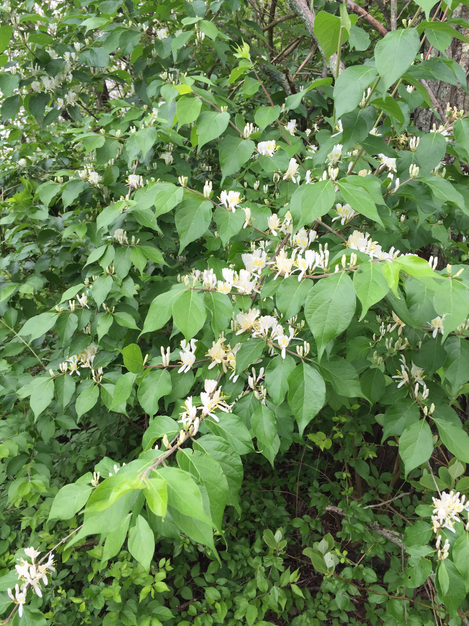 Image of Amur honeysuckle