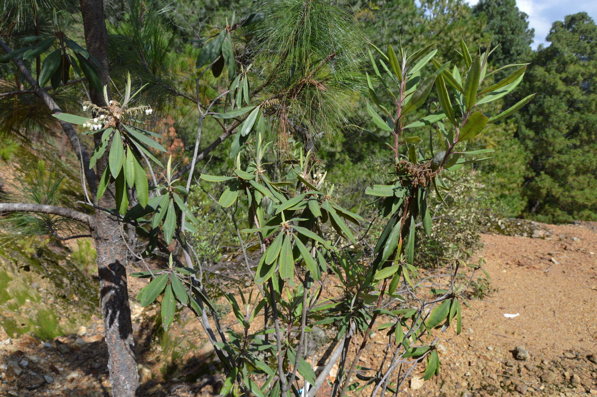 Image of Comarostaphylis longifolia (Benth.) Klotzsch