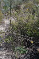 Image of Stylidium maitlandianum E. Pritz.