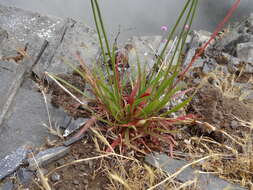 Image of Armeria maderensis Lowe