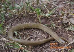 Image of Largenose Earth Snake