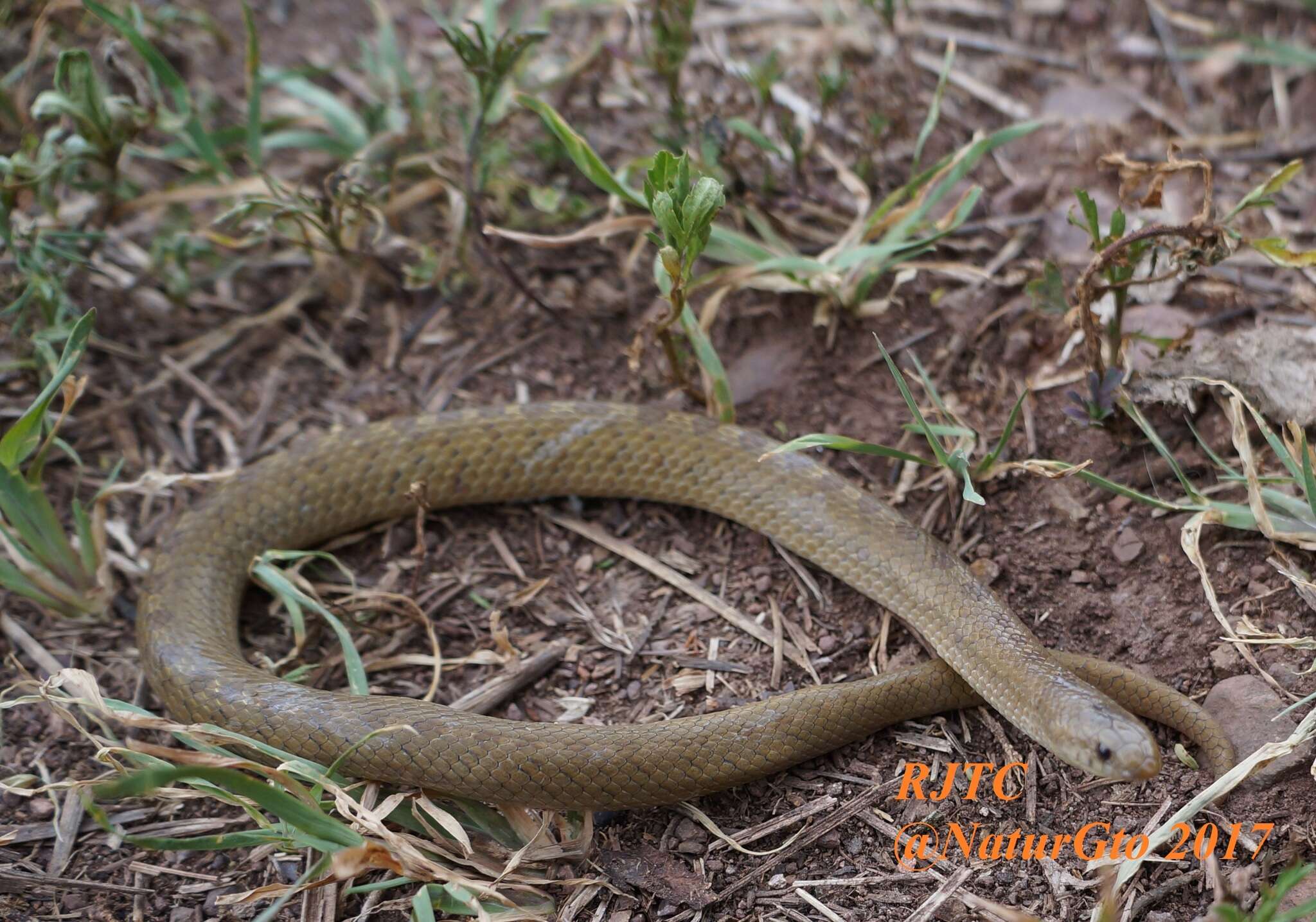 Image of Largenose Earth Snake