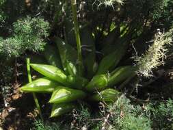 Слика од Haworthia turgida Haw.