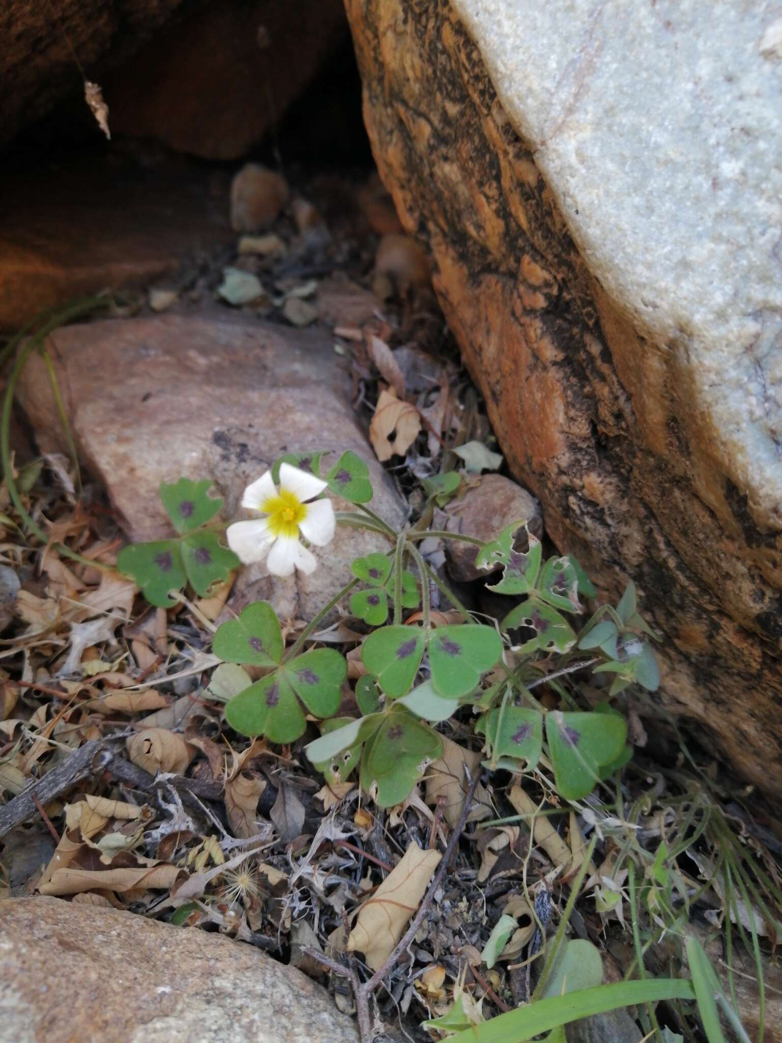 Sivun Oxalis hirsutibulba Dreyer, Roets & Oberl. kuva