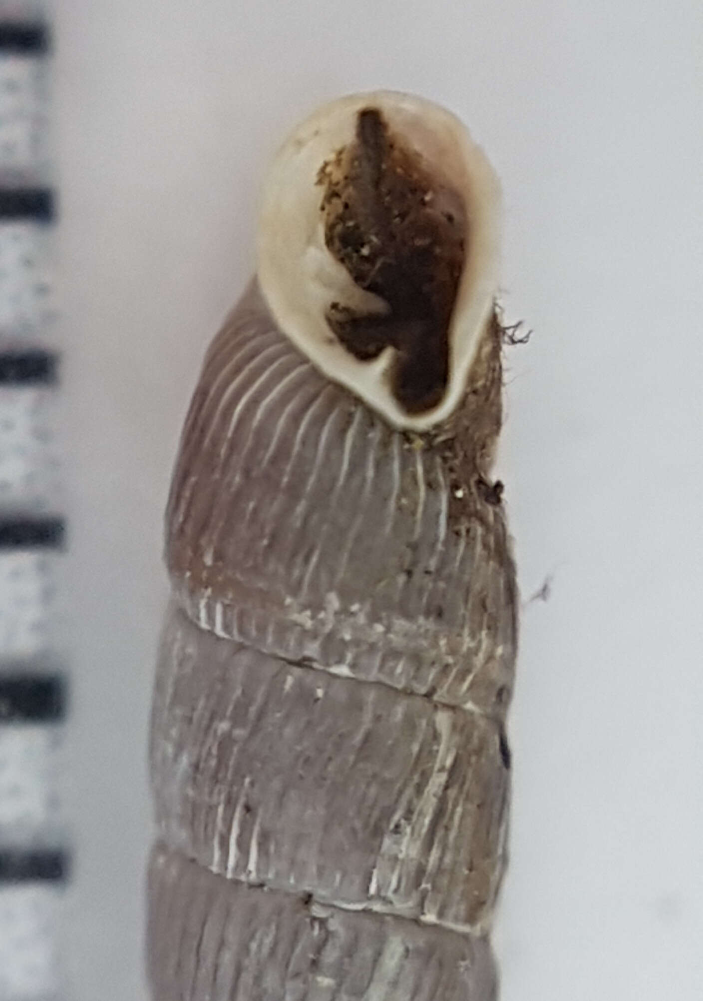 Image of Clausilia rugosa (Draparnaud 1801)