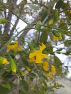 Imagem de Pterocarpus rotundifolius subsp. rotundifolius