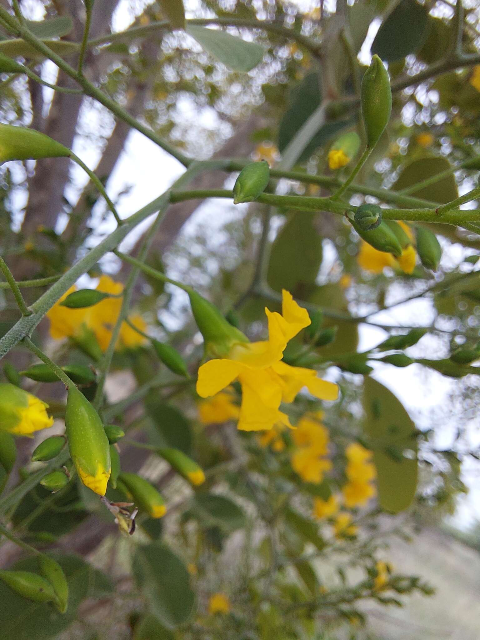 صورة Pterocarpus rotundifolius subsp. rotundifolius