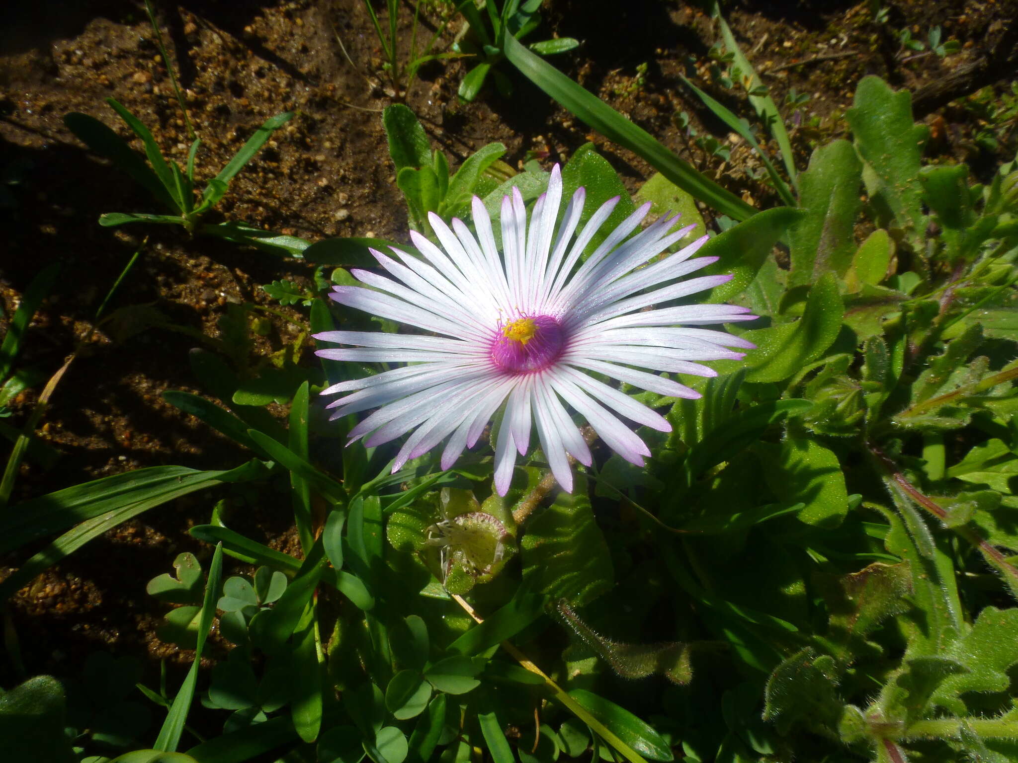 صورة Cleretum bellidiforme (Burman fil.) G. D. Rowley