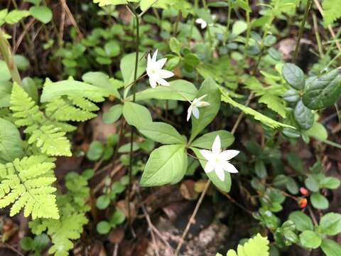 Image of arctic starflower