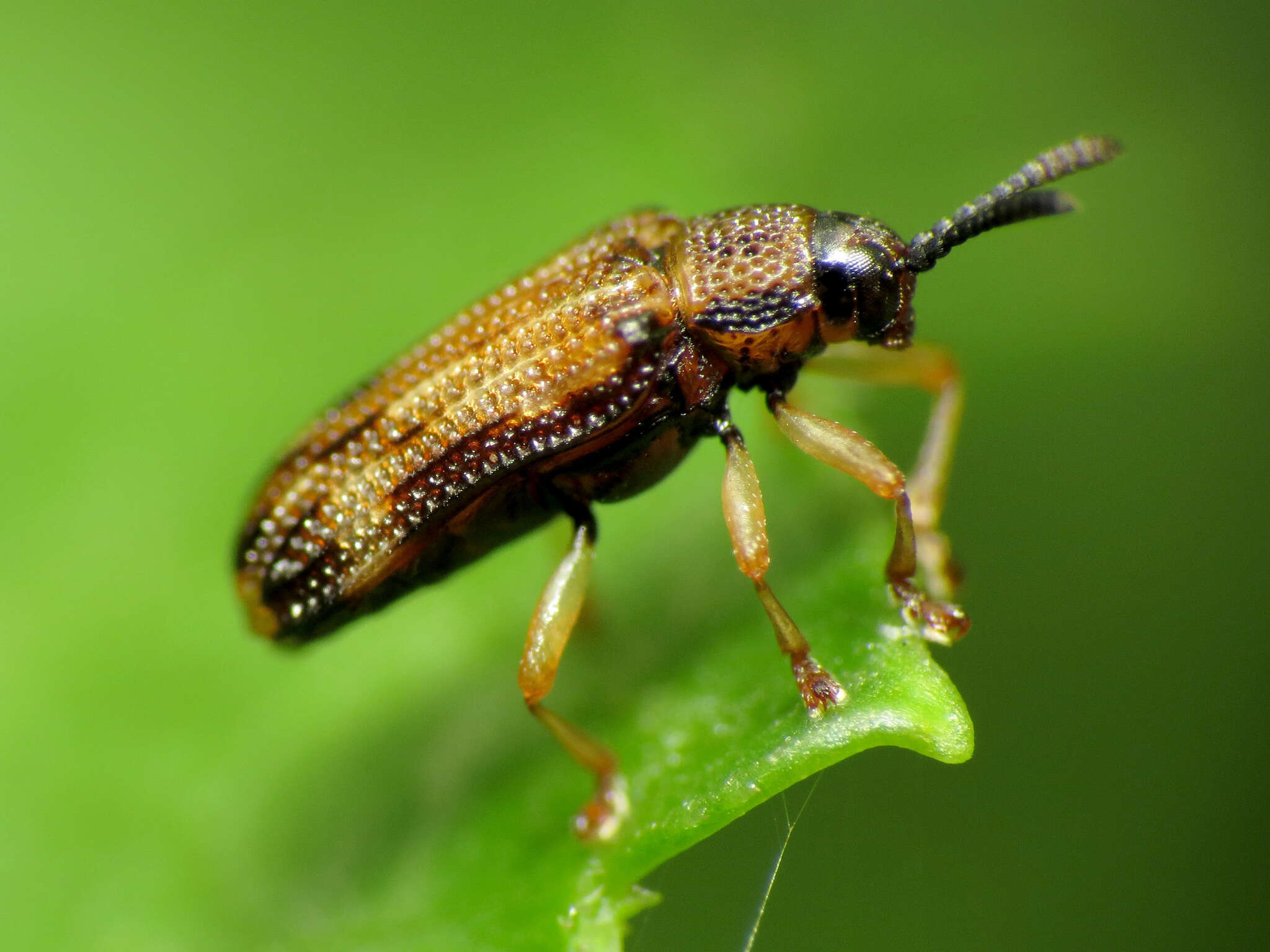 Image of Sumitrosis inaequalis (Weber 1801)