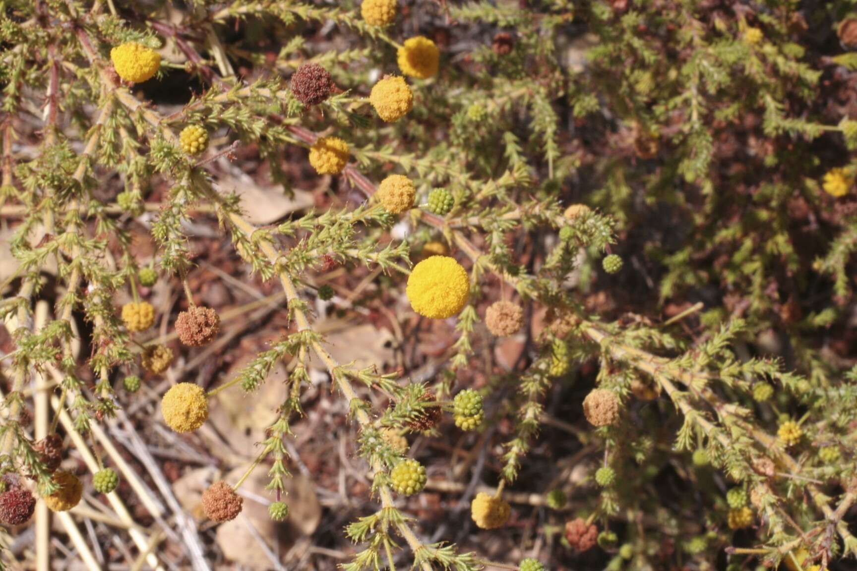 Слика од Acacia lycopodiifolia A. Cunn. ex Hook.