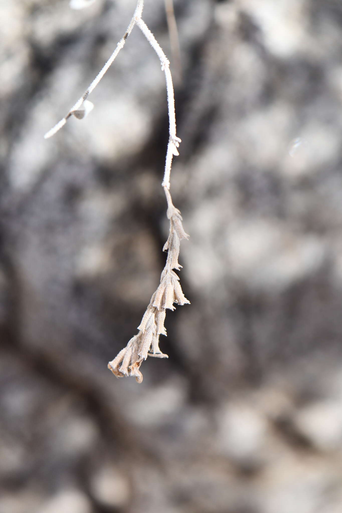 Image of softhair false pennyroyal