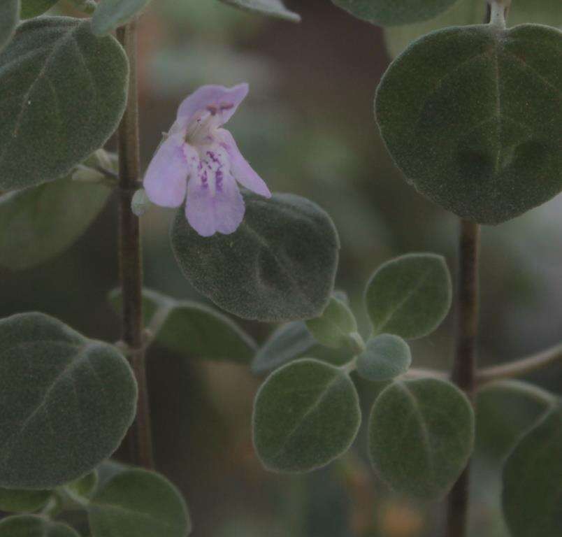 Image of Poliomintha marifolia (S. Schauer) A. Gray