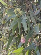 Слика од Eucalyptus albopurpurea (Boomsma) D. Nicolle