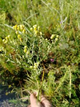 Image of Galatella biflora (L.) Nees