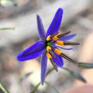 Image of Blueberry Flax Lily