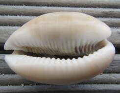 Image of Calf Cowrie