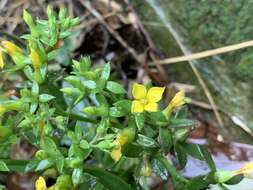 Kalanchoe deficiens (Forskål) Asch. & Schweinf. resmi