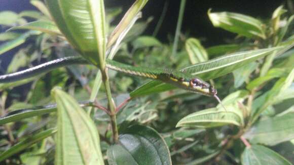 Image of Malayan Vine Snake