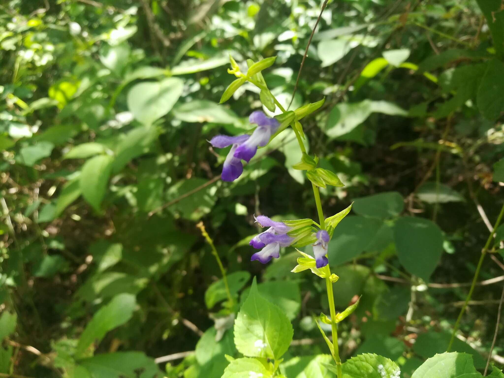 Imagem de Salvia caudata Epling