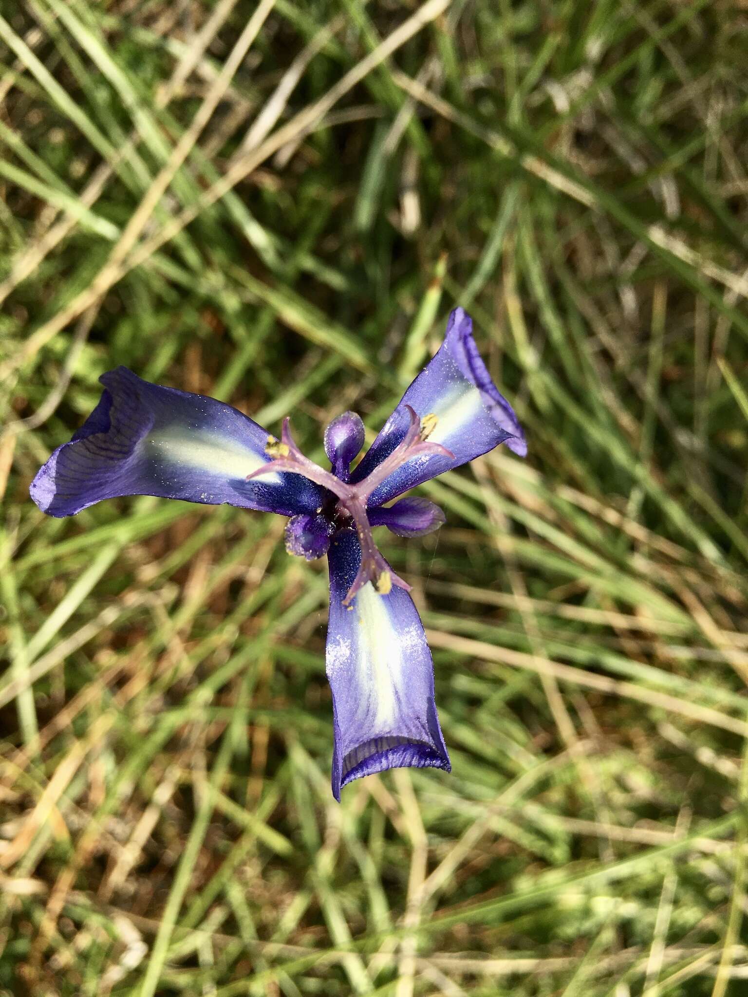 Image of Herbertia pulchella Sweet