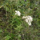 Sivun Achillea nobilis subsp. nobilis kuva