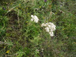 Image of Achillea nobilis subsp. nobilis
