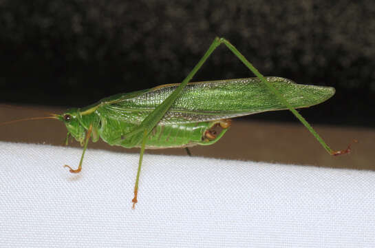 Image of Treetop Bush Katydid