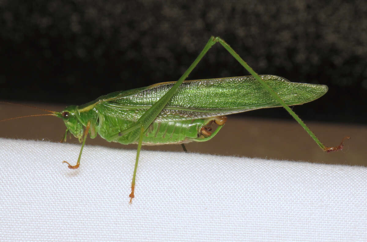 Image of Treetop Bush Katydid