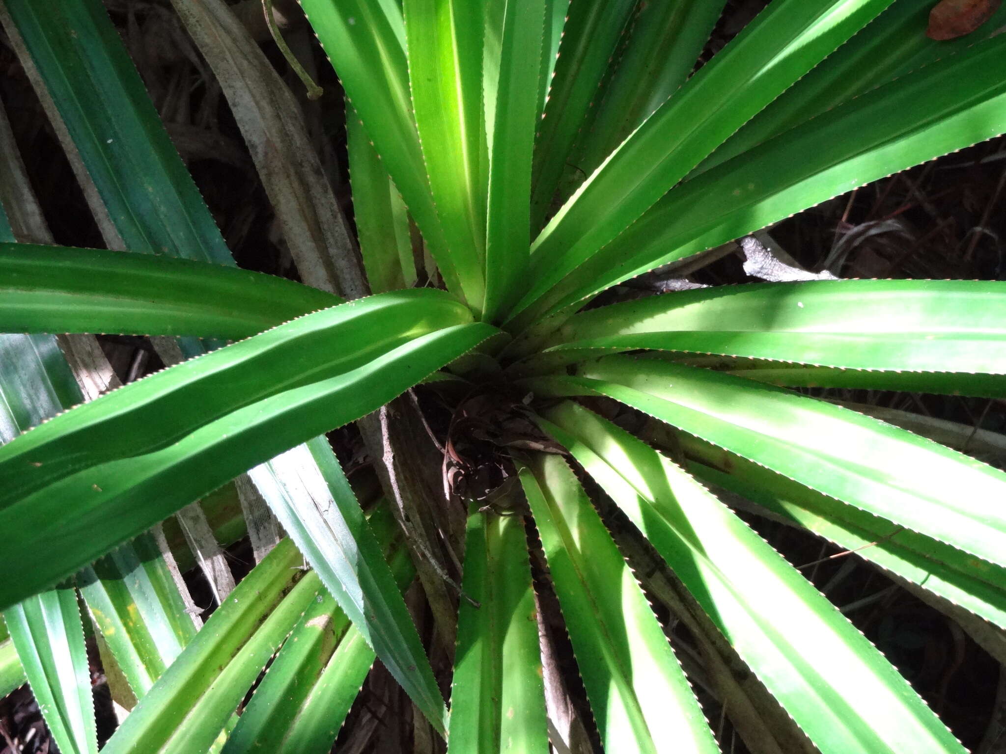 Image of Pandanus purpurascens Thouars