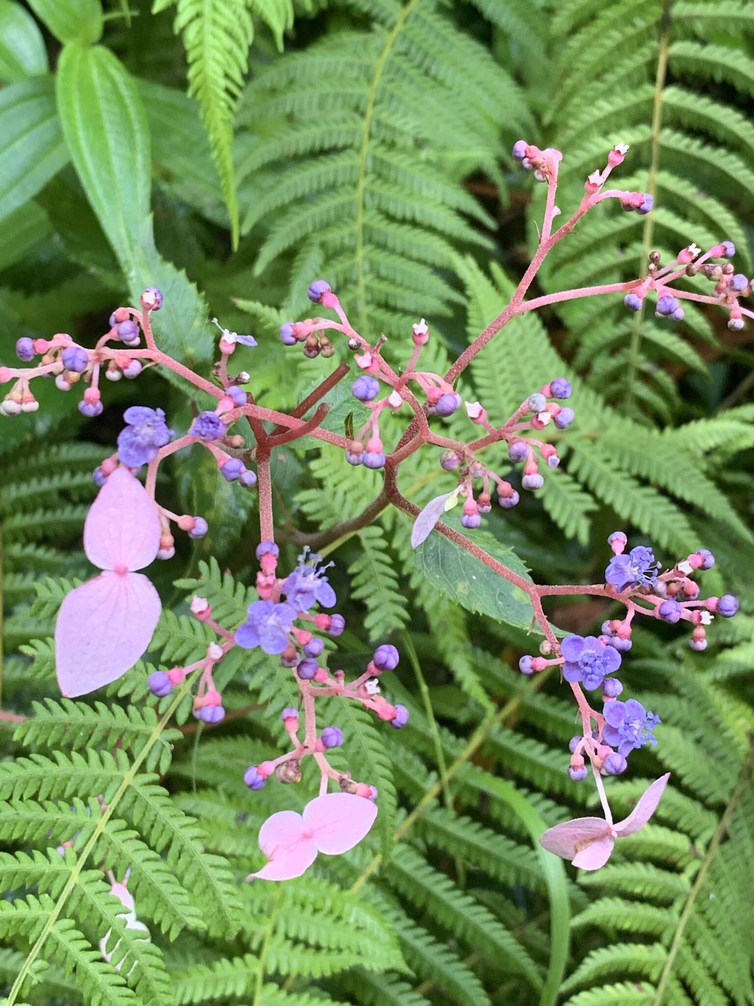 Imagem de Hydrangea densifolia (C. F. Wei) Y. De Smet & Granados