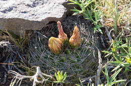 Image of Eriosyce curvispina (Bertero ex Colla) Katt.